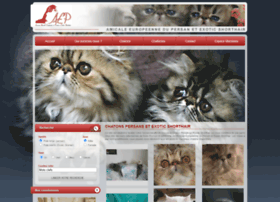 chatons-persans.com