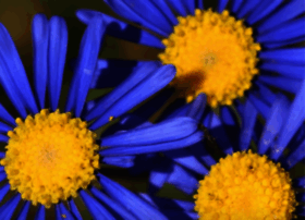 darlingwildflowers.co.za