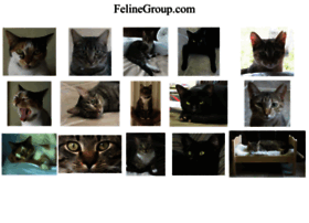 felinegroup.com