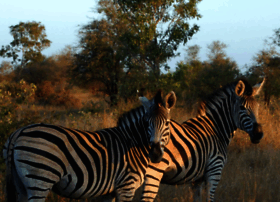 safariafrica.co.za