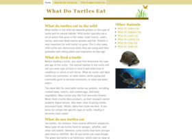 what-do-turtles-eat.info