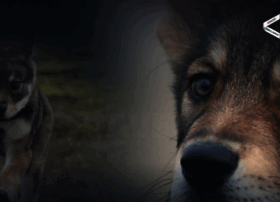 wolfdog-raven.nl