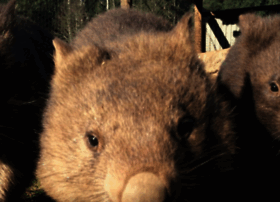 wombat.pro