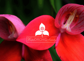 capeorchidsociety.co.za