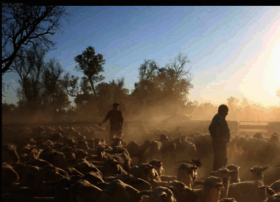 cleaversshearing.com.au